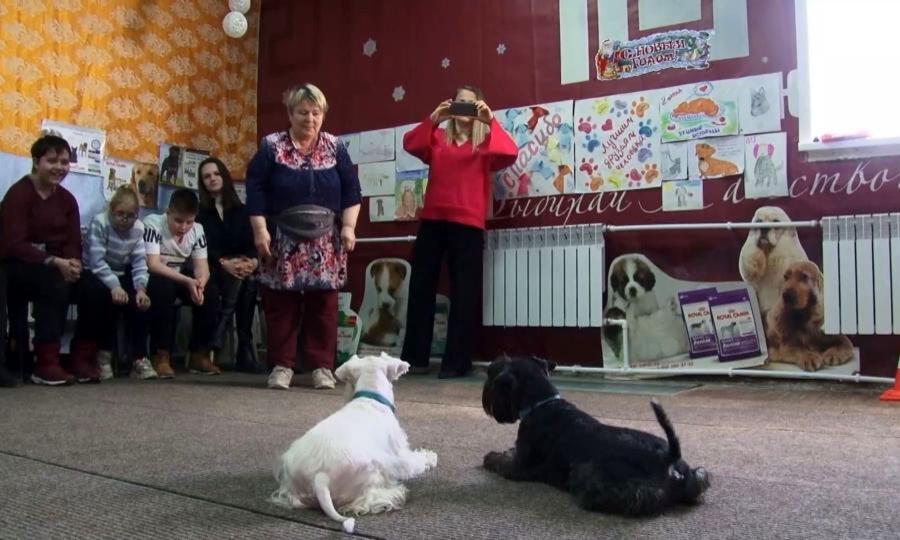 В Коряжме уже не первый год в клубе собаководов применяют канистерапию