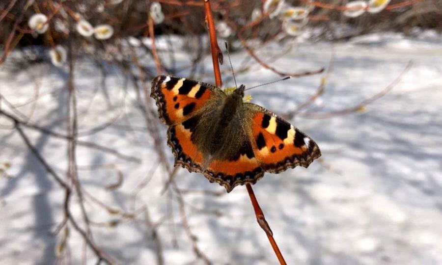 Жительница Архангельска поймала бабочку в свой объектив