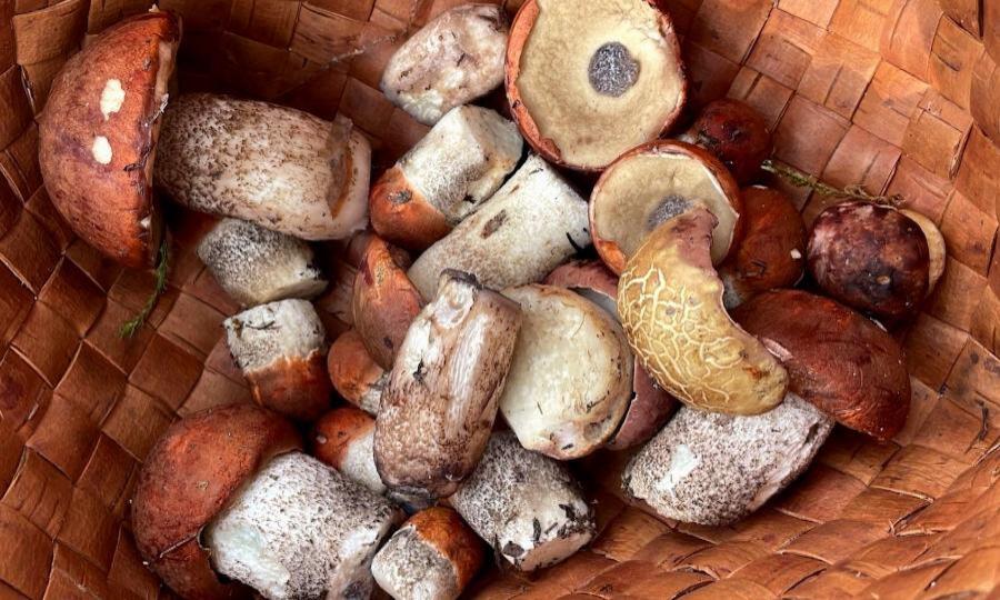 Жители юга области в соцсетях хвастаются фотографиями белых грибов и красноголовиков