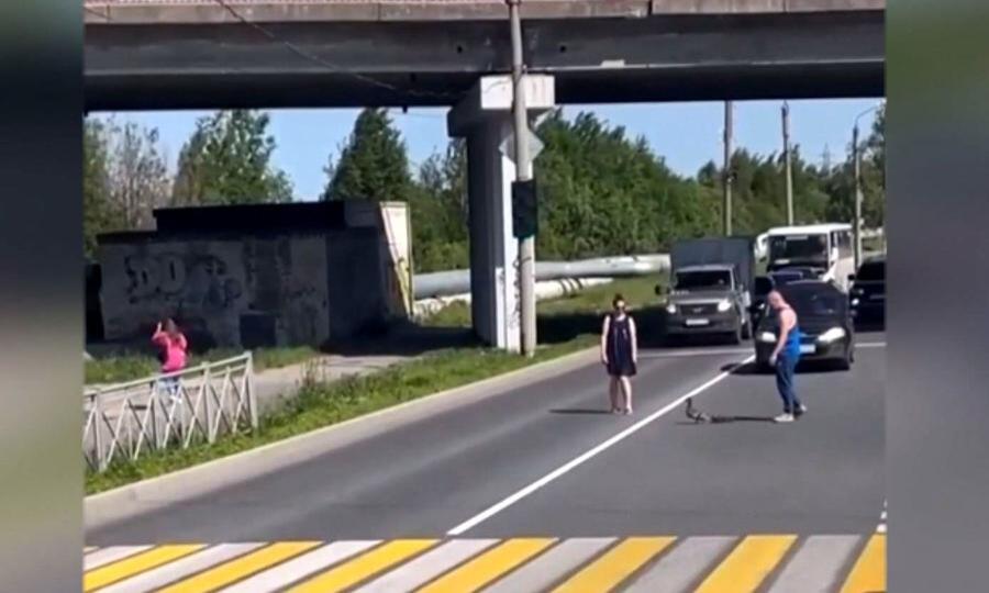 Жители Северодвинска помогли утиной семье перейти дорогу