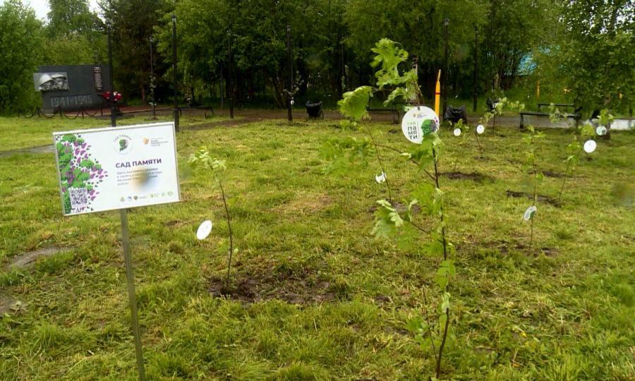 В Архангельской области высажено два миллиона двести тысяч деревьев и кустарников