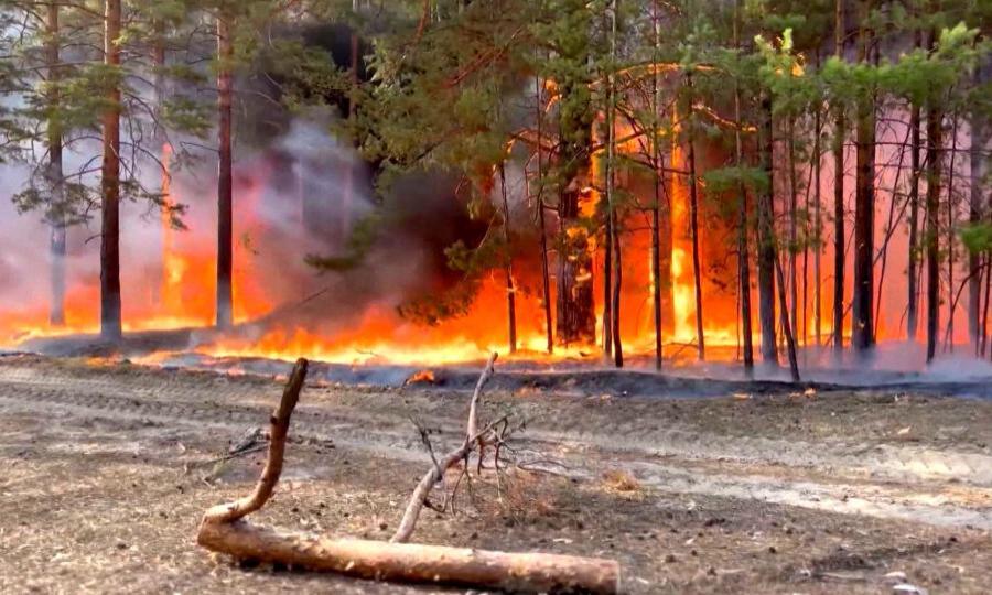 С начала пожароопасного сезона в Поморье произошло 78 лесных пожаров на площади 207 гектаров