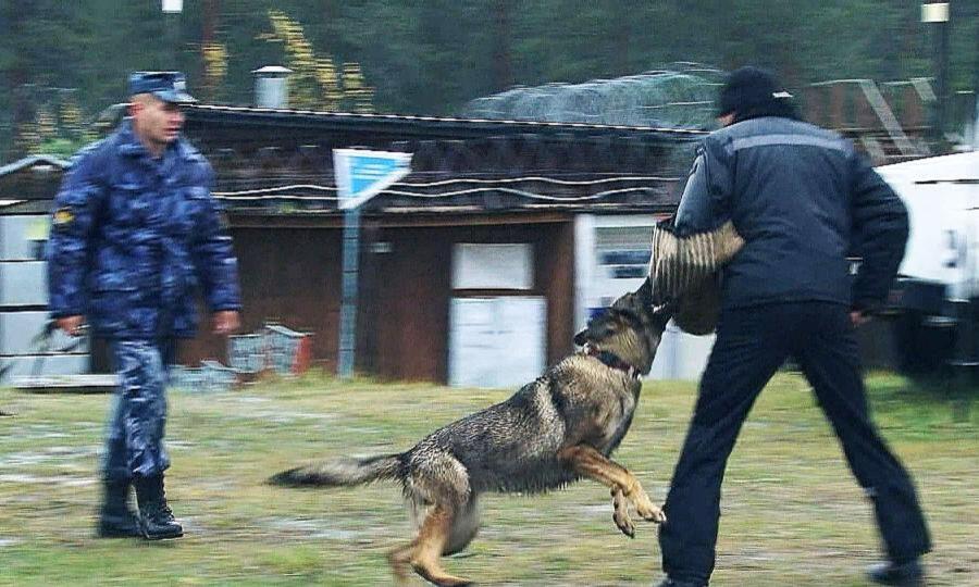 Они помогают искать запрещённые вещества и ловить беглецов