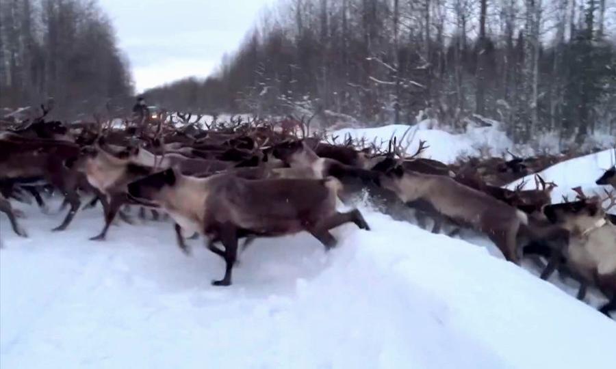 Оленеводы ненецкой общины «Канин» начали перегонять стада на зимние пастбища