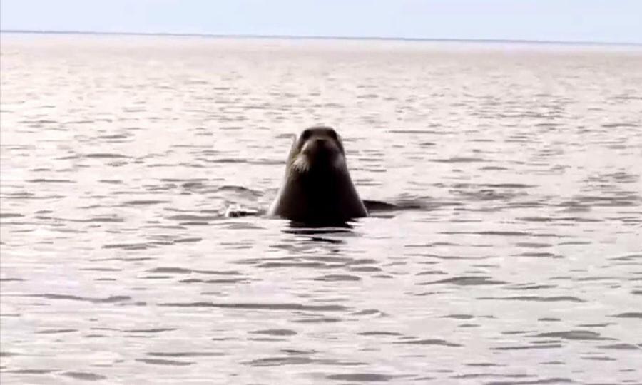 Недалеко от острова Ягры каякеры запечатлели тюленей