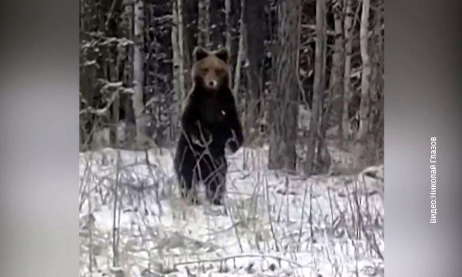 Проснувшийся медведь вышел на трассу в Архангельской области