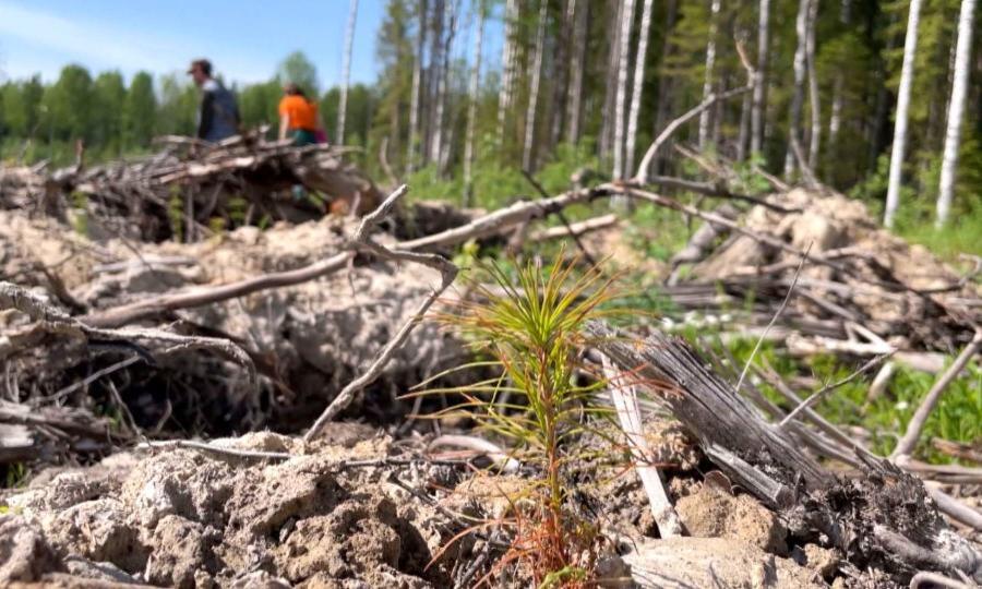 Восстановлением лесов активно занимаются специалисты Группы «Илим» в Коряжме