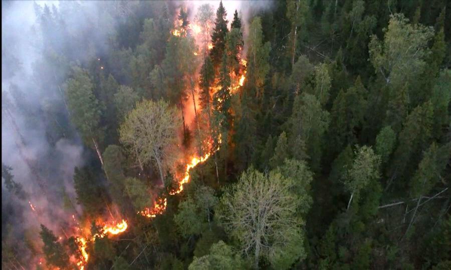В лесах Поморья с начала пожароопасного сезона произошло 35 пожаров