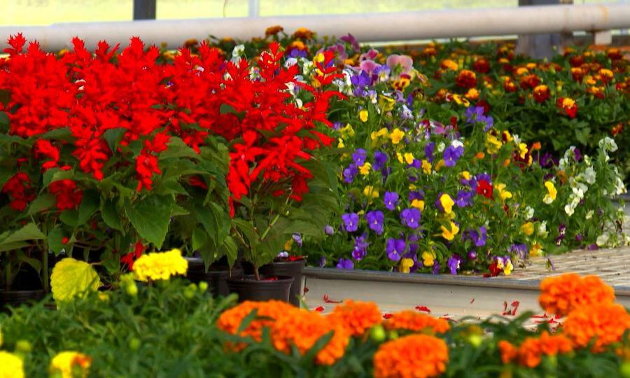 Для жителей Заполярья вырастили более 35 тысяч цветов
