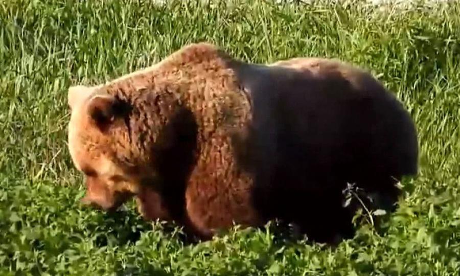 Какова численность медведей на Онежском полуострове?
