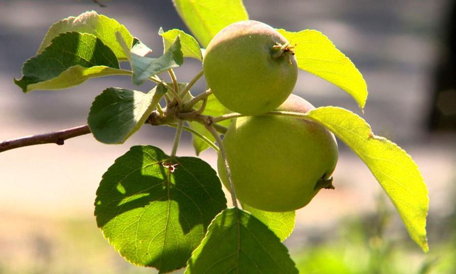 В Архангельском сквере с одуванчиками появились яблоки