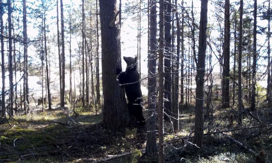 В Поморье утверждены новые квоты и лимиты на добычу зверя