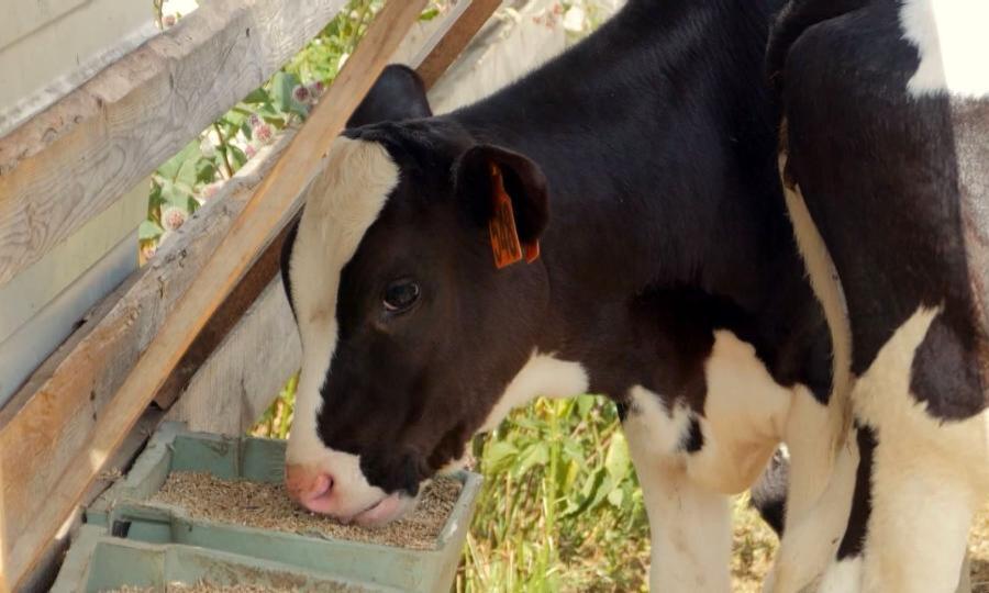 В Вилегодском округе завершается 1 этап заготовки кормов для молочных ферм