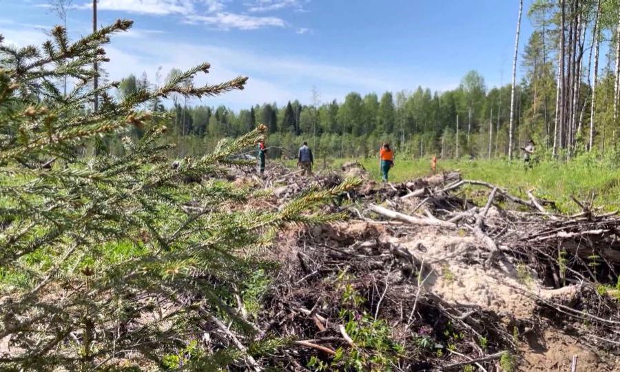 Лесоустройство в Архангельской области идёт на площади более 7 миллионов гектаров